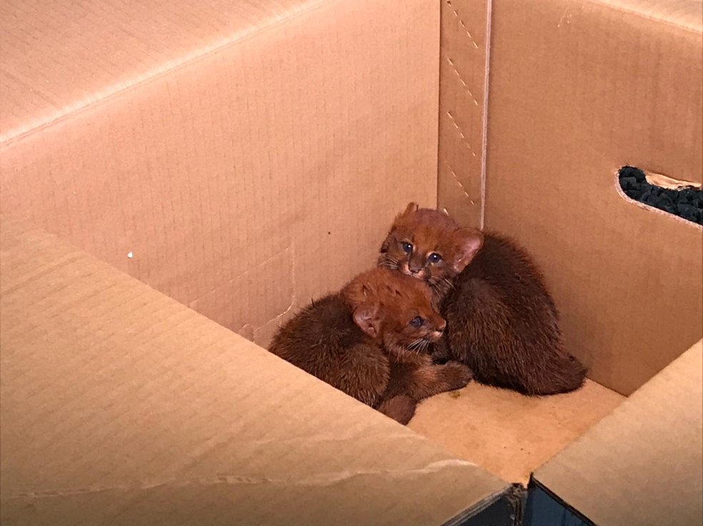 Ameaçados de extinção, dois filhotes de gato-mourisco foram encontrados sozinhos em mata em Campo Novo do Parecis — Foto: TV Centro América