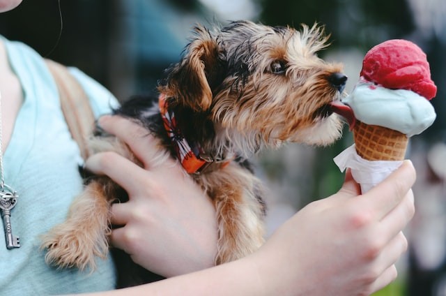 O sorvete para animais é fácil de fazer ode ser feito com dois ingredientes (Foto: Unsplash/ Christian Bowen/ CreativeCommons)