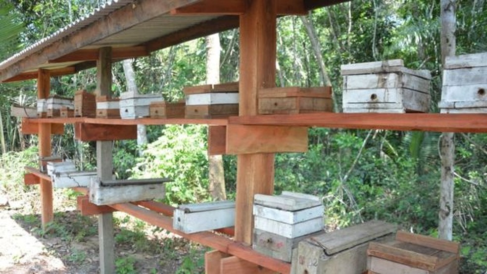 Colmeias em produção em comunidade da Reserva Extrativista Tapajós Arapiuns — Foto: Projeto Saúde & Alegria