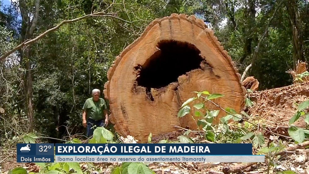 Ibama descobre área de exploração de madeira, em Ponta Porã (MS). — Foto: Reprodução/TV Morena