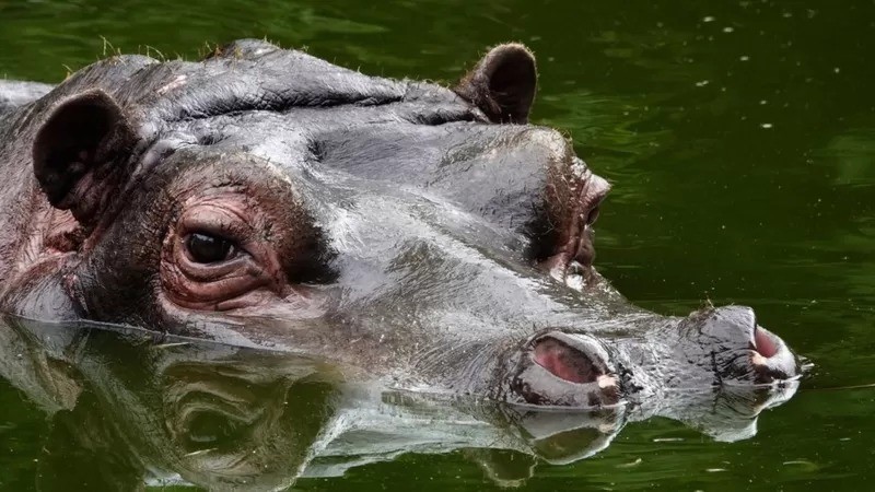 Num zoológico localizado na Bélgica, um hipopótamo recebeu diagnóstico positivo para covid em dezembro de 2021 (Foto: GETTY IMAGES via BBC)