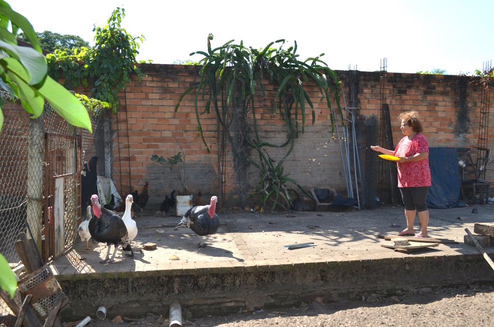 Dora alimenta os galos e outras aves no quintal da sua chácara em Santa Rita do Passa Quatro.  — Foto: Fabiana Assis/G1