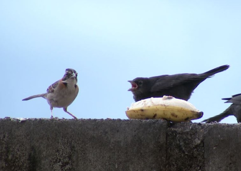 Chupim deixa a tarefa de cuidar dos filhotes para outras aves. &mdash; Foto: Terra da Gente/Arquivo pessoal