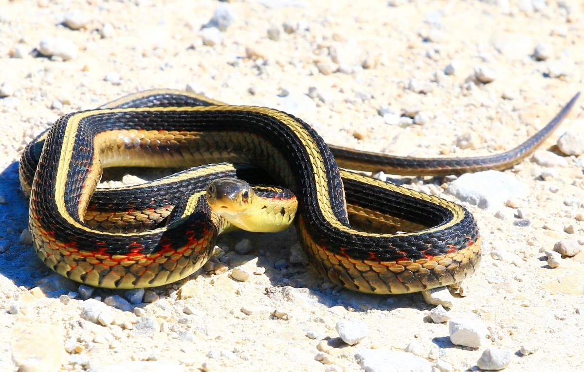 As cobras conseguem ter consciência de si mesmas, se reconhecendo como um indivíduo diferente dos outros, segundo um estudo publicado na revista Behaviour (Foto: Flickr/ Larry Reis/ CreativeCommons)