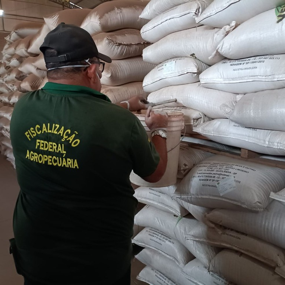 Foram coletadas amostras de lotes de sementes para verificar se os produtos atendem aos padrões nacionais de identidade e qualidade — Foto: Ministério da Agricultura