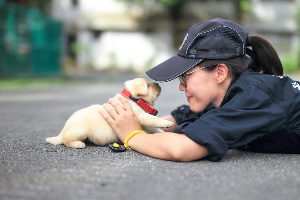 Cães de Taiwan (Foto: NPA/ Facebook)