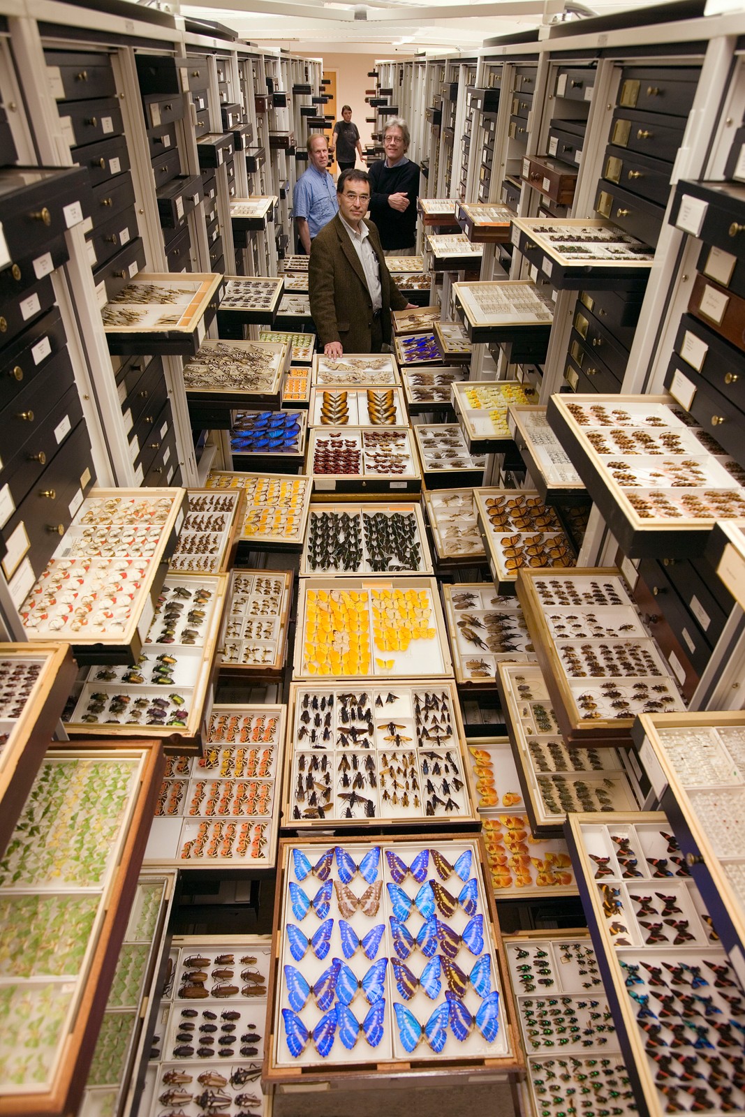 Setor de Entomologia do museu, o responsável pelo armazenamento e estudo das borboletas (Foto: Divulgação/Smithsonian Institute)