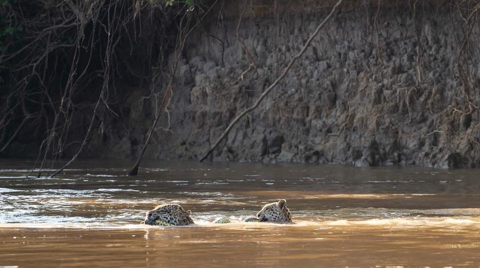 Mãe e filho atravessa rio com cobra na boca — Foto: Arjan Jongeneel/Arquivo Pessoal