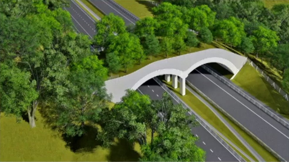 Projeto do primeiro viaduto vegetado construÃ­do em rodovia federal no Brasil â Foto: ReproduÃ§Ã£o/Inter TV