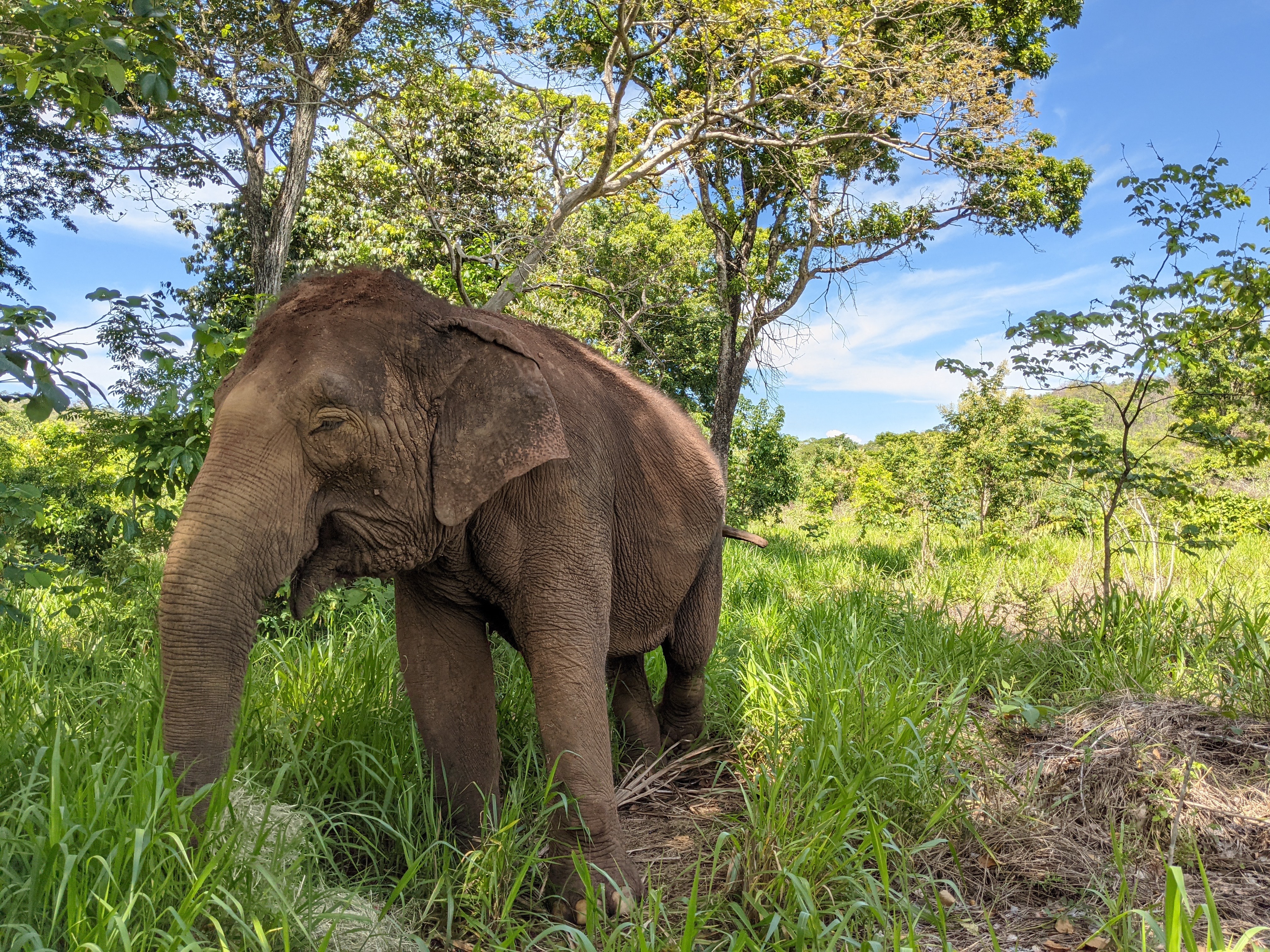 Maia, uma das elefantas que vivem no santuário (Foto: Global Sanctuary for Elephants/Associação Santuário de Elefantes Brasil)