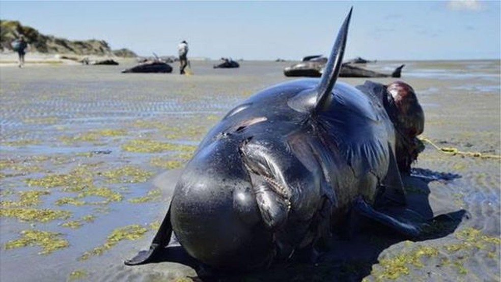 Acredita-se que sonar militar seja um dos fatores que fazem com que algumas espécies de baleias se dirijam às praias e acabem morrendo — Foto: BBC/GETTY IMAGES