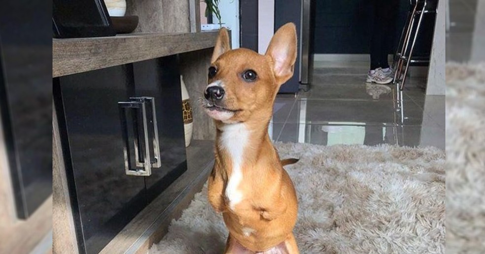 Segundo a tutora, animal não tem dificuldade de fazer nenhuma atividade — Foto: Divulgação/Stefany de Sá