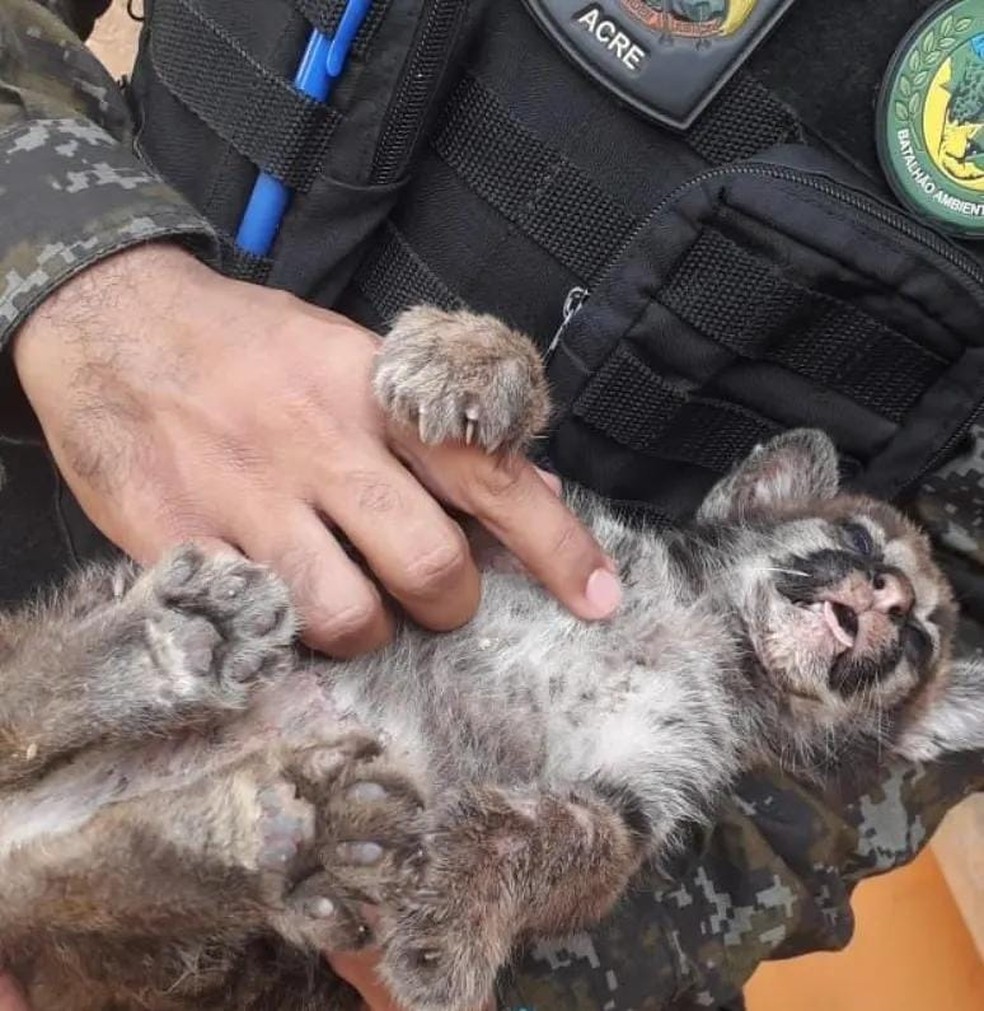 Filhote de onça que era alimentado por moradores é resgatado no interior do Acre — Foto: Arquivo/PM-AC