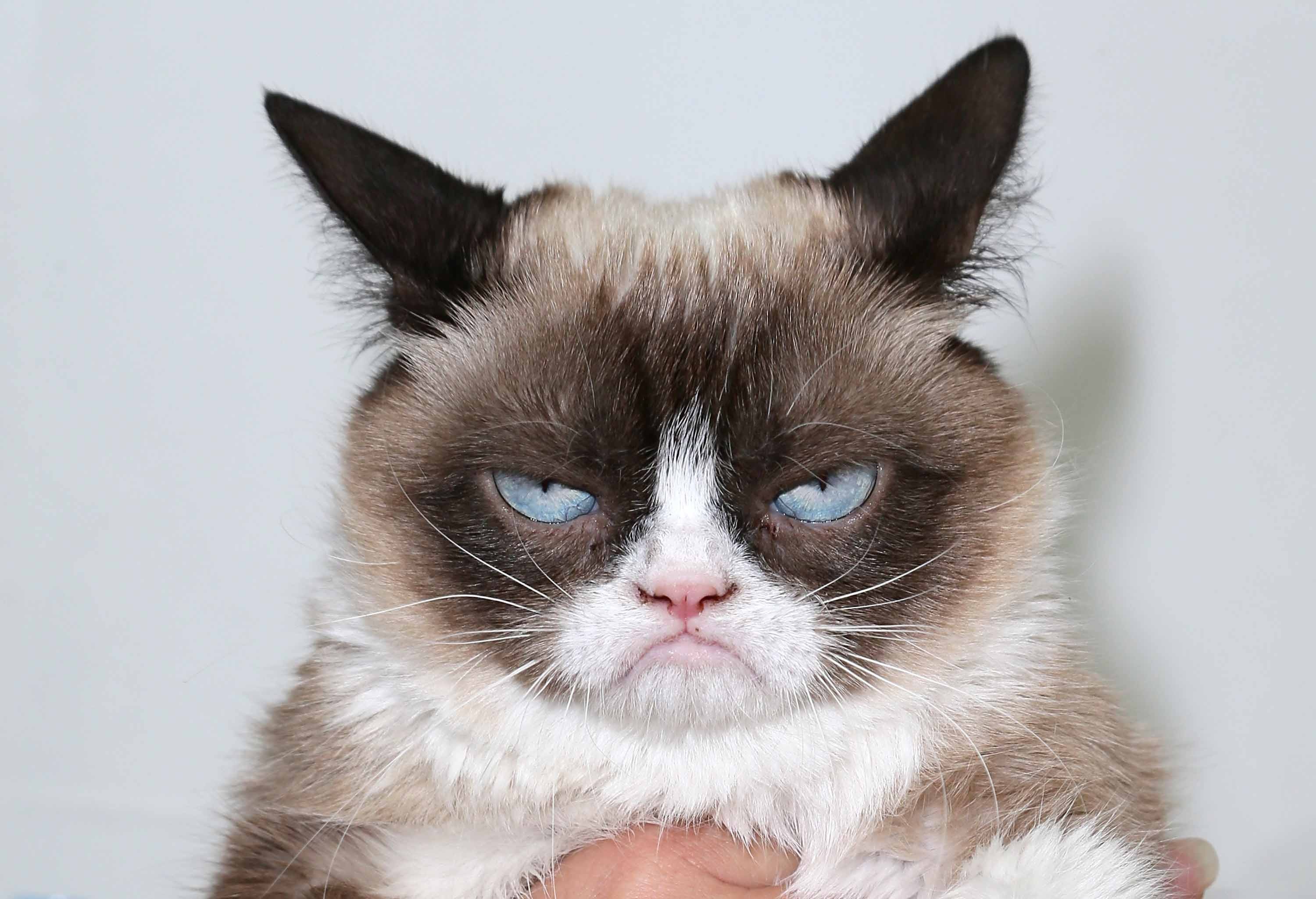Grumpy Cat (Foto: Divulgação )