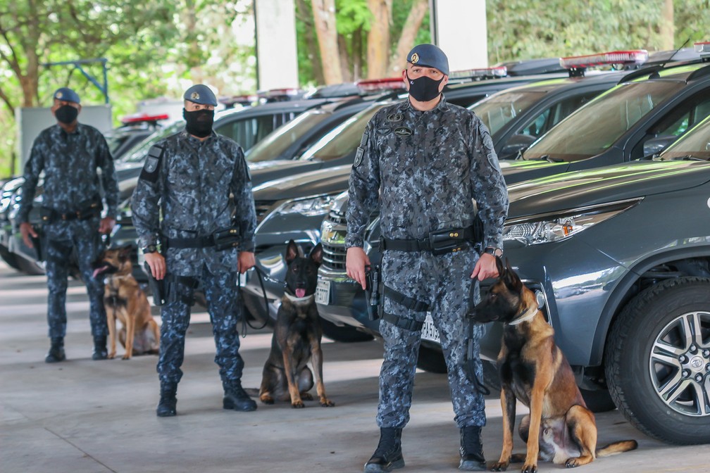 Cães policiais doados para a PM de São Paulo — Foto: Divulgação/Polícia de SP