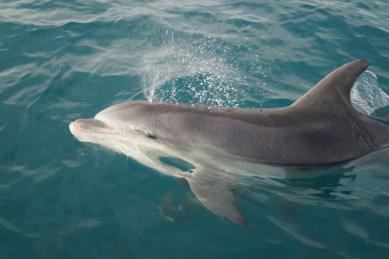 Muitas pessoas acreditam que os golfinhos-nariz-de-garrafa são os animais mais inteligentes que existem (Foto: Cloudette-90/ Wikimedia Commons/ CreativeCommons)