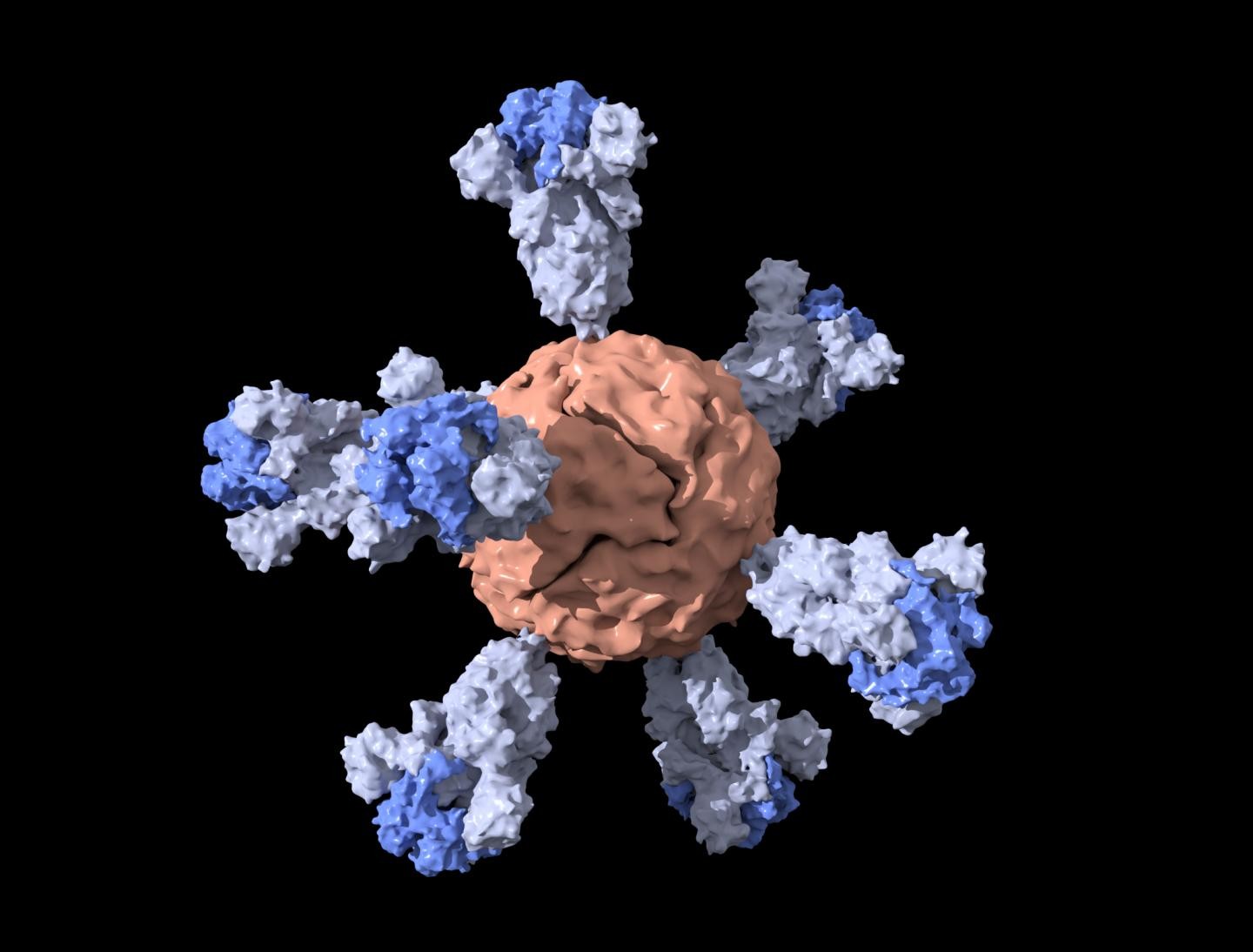 Visualização da nanopartícula de ferritina cravejada com partículas da proteína spike do novo coronavírus, utilizada em candidata a vacina testada na Universidade Stanford (Foto: Duo Xu)