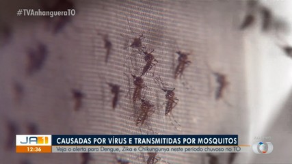Especialistas alertam para casos de dengue, zika e chikungunya com a chegada das chuvas