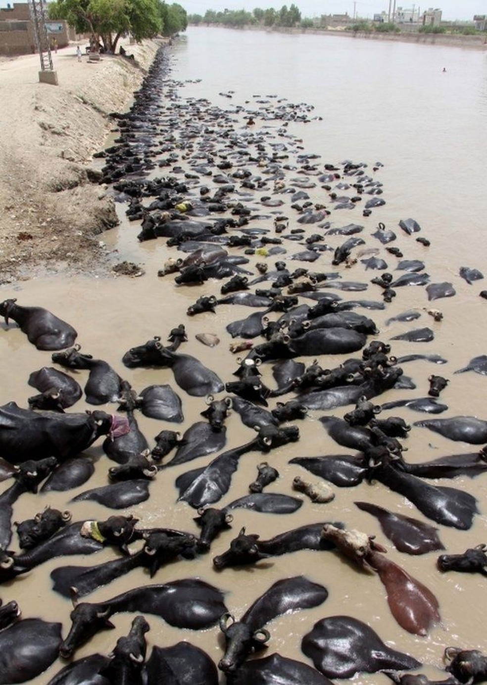 Vacas se refrescam em lago em meio a onda de calor no Paquistão; cientistas se dizem incapazes de prever eventos climáticos extremos com precisão no momento — Foto: EPA/BBC