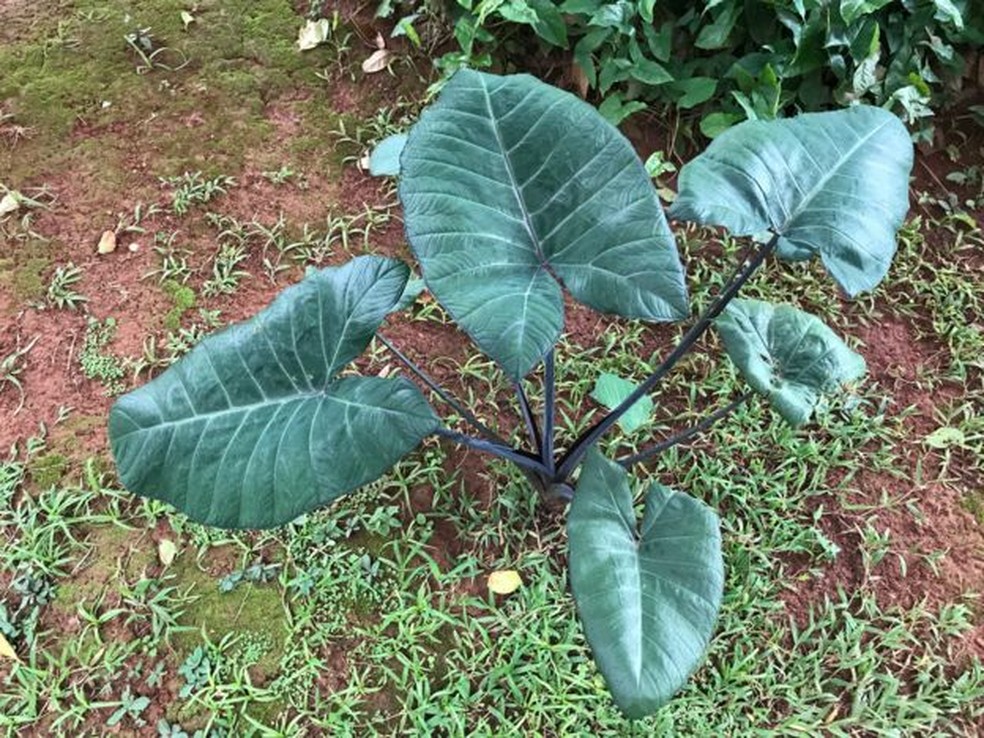 Rizomas e folhas da taioba-roxa são comestíveis após preparo adequado — Foto: BBC
