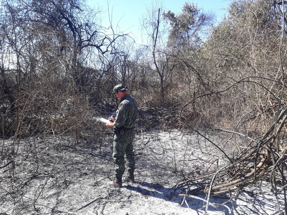Polícia Ambiental aplica multas no Oeste Paulista devido ao uso de fogo — Foto: Polícia Ambiental 