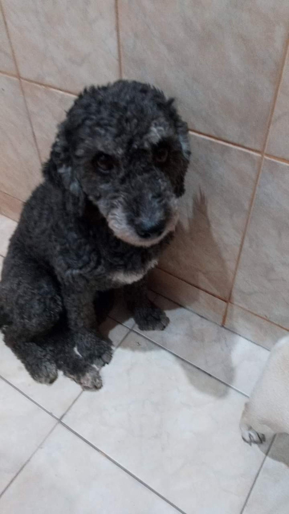 A cadela tem 5 anos e já foi vista por várias pessoas no Aeroporto de Ourinhos (SP) — Foto: Valéria de Moraes Oliveira/Divulgação