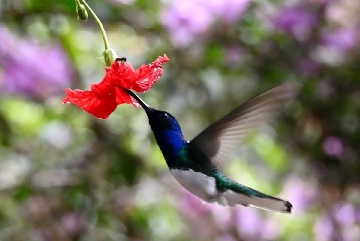 Beijaflorazulderabobranco vive na Amazônia e se exibe para conquistar a fêmea Fauna G1