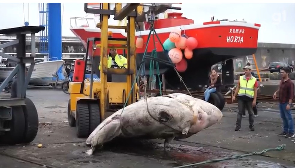 Um peixe-lua encontrado morto perto da ilha do Faial, em Portugal, em dezembro de 2021 é o maior peixe ósseo já registrado pela ciência — Foto: Atlantic Naturalist/Reprodução