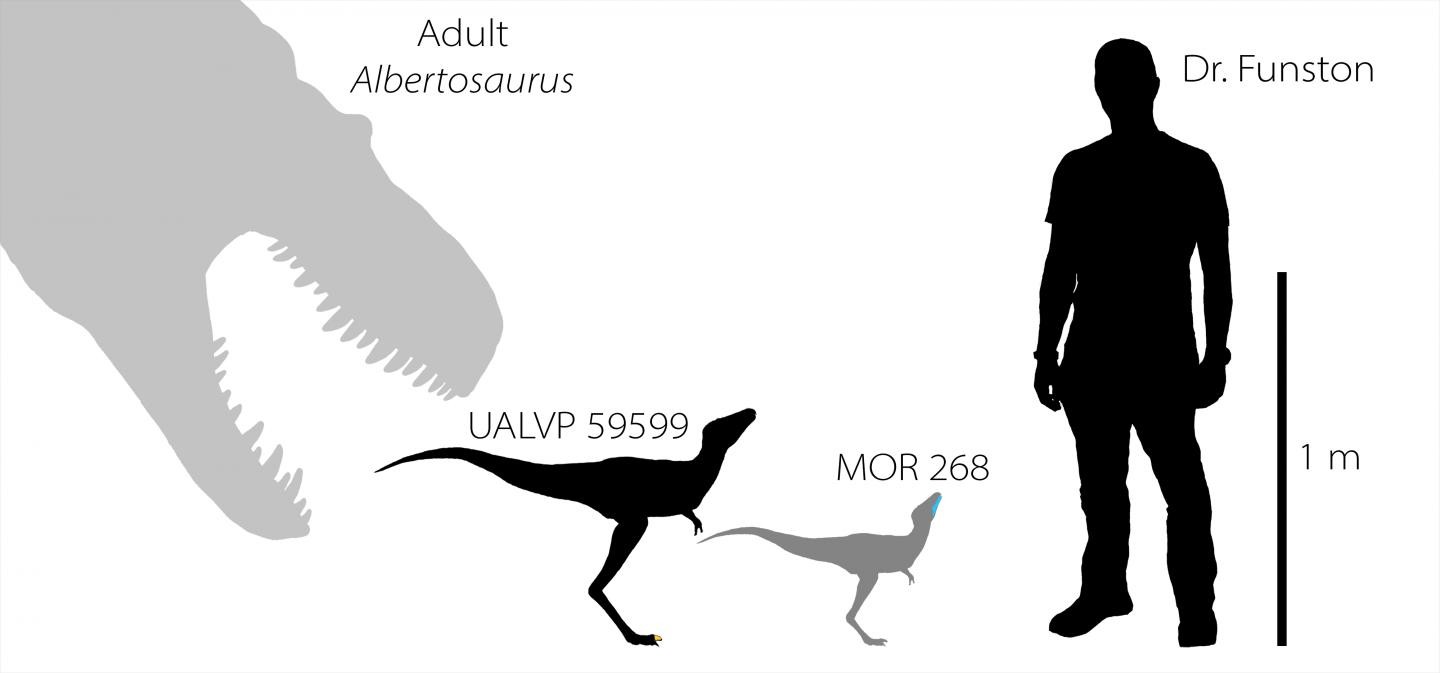Silhuetas de dinossauros de diferentes tamanhos para dimensionar o porte dos filhotes de tiranossauros (Foto: Greg Funston)