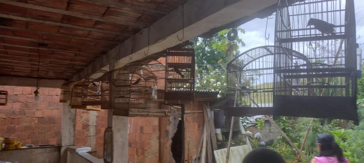 Polícia liberta 58 pássaros de cativeiro em Valença | Sul do Rio e ...