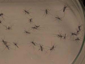 Mosquito da dengue  (Foto: Reprodução/TV Globo)