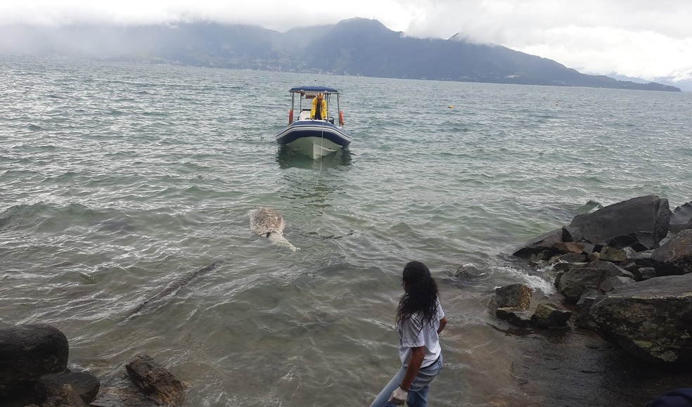 Golfinho é encontrado morto encalhado em praia de Ilhabela — Foto: Divulgação/Defesa Civil de Ilhabela
