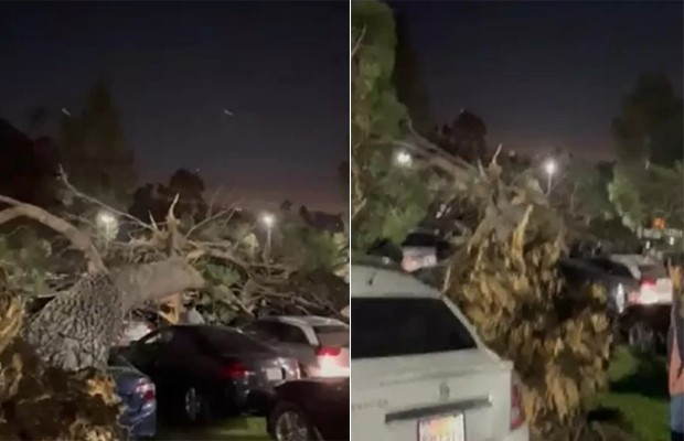 Árvore gigante cai em estacionamento de casa de show e deixa 30 carros destruídos (Foto: Reprodução / Twitter)