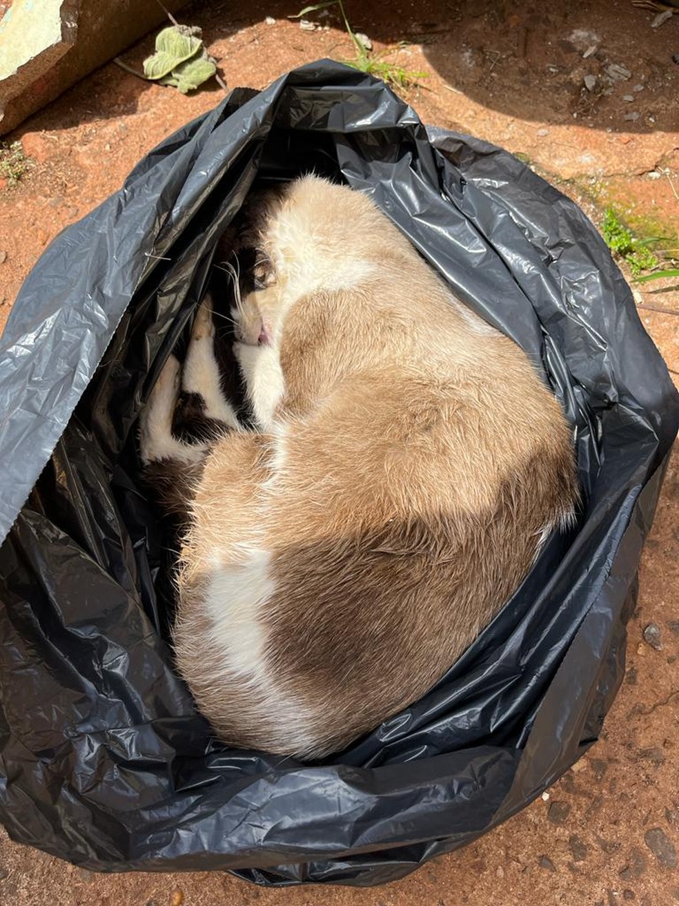 Animais envenenados foram encontrados em Botucatu (SP) — Foto: Polícia Civil/Divulgação