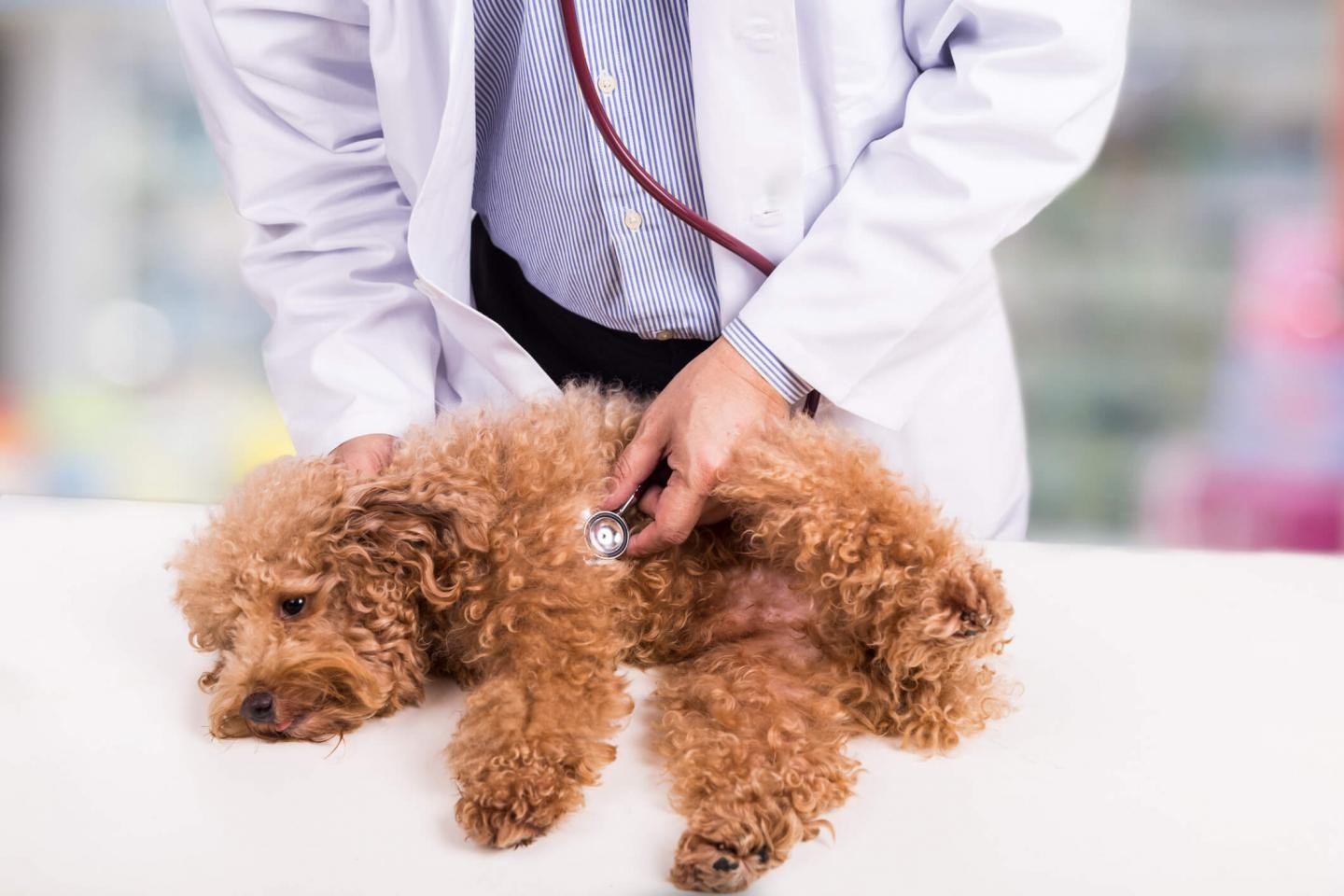 Doença que causa vômito em cães é coronavírus canino  (Foto: Divulgação/Universidade de Lancaster)