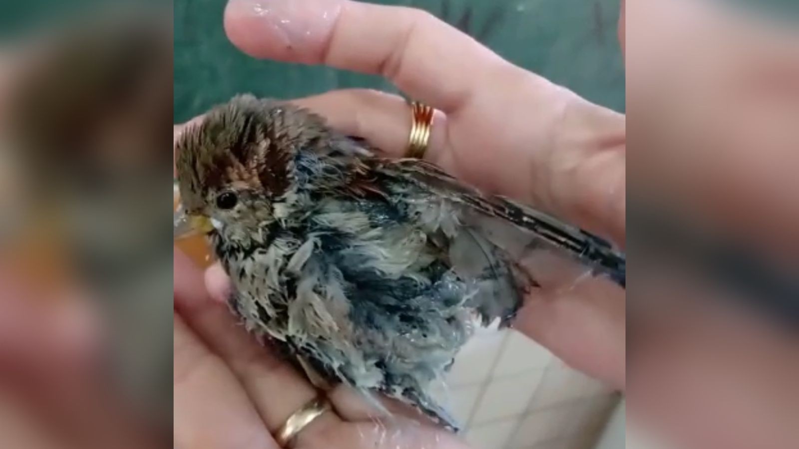 Associações denunciam morte de pássaros após empresa passar cola no teto de escola, em Aparecida de Goiânia; vídeo