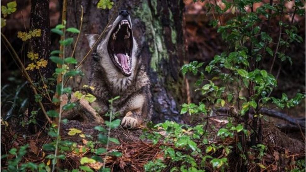O lobo-vermelho parecia ter se recuperado da extinção na natureza, mas sua população entrou em declínio novamente — Foto: GETTY IMAGES/BBC