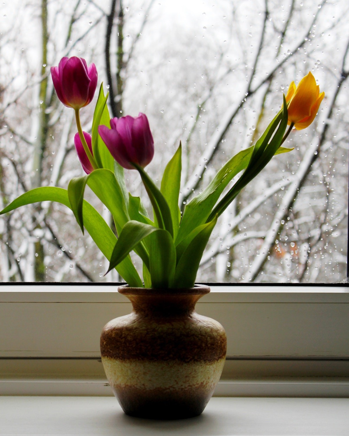Originárias da Turquia, as tulipas se deram muito bem na Holanda por ser uma flor de climas mais frios (Foto: Esalflores / Divulgação)