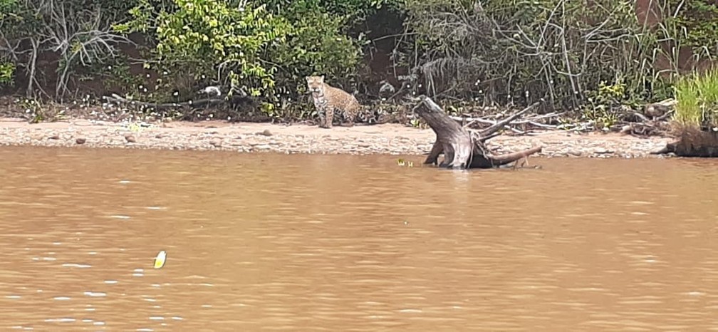 Vigilantes flagraram onça-pintada às margens do Rio Paranapanema — Foto: Reprodução/Facebook/Morro do Diabo