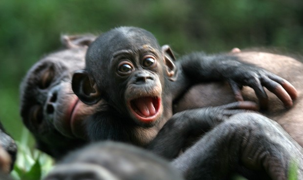 Macacos fofos com a família macaco closeup macacos vivendo na selva