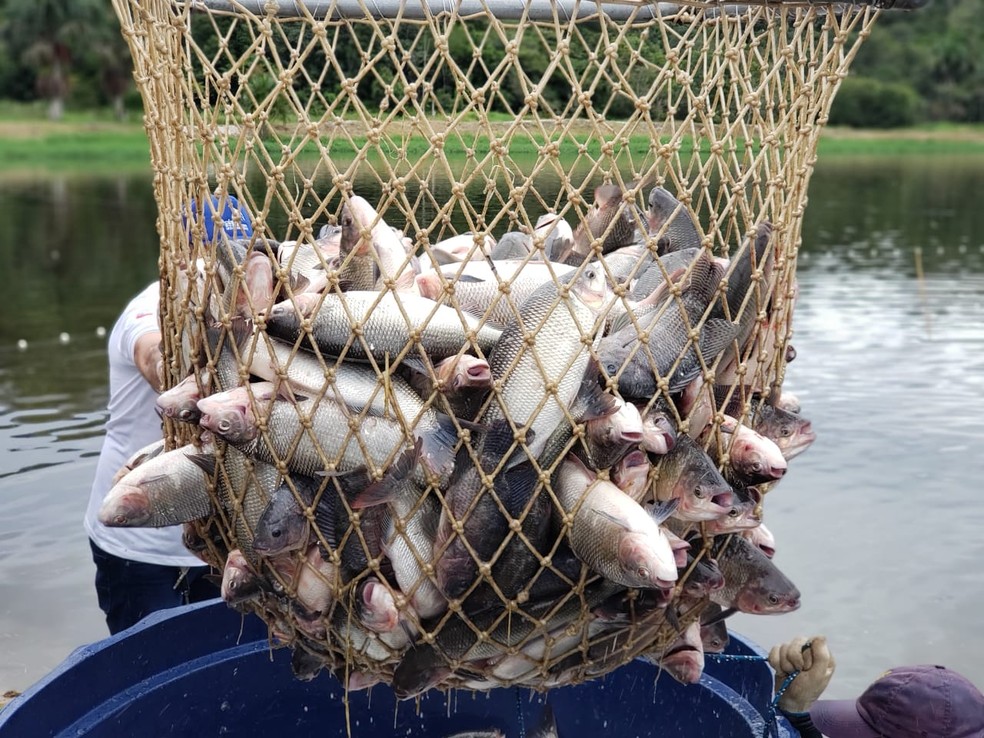 ADS divulga contato de piscicultores e frigor&iacute;ficos com peixes para  pronta-entrega em Manaus | Amazonas | G1