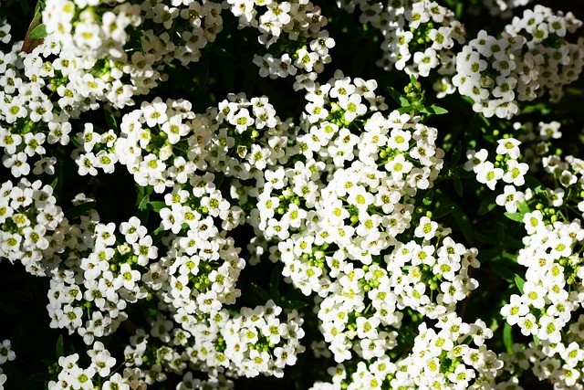 As flores são pequena, ficam reunidas em cachos redondos, e possuem (quatro) pétalas (Foto: Pixabay/ Camera-man/ CreativeCommons)