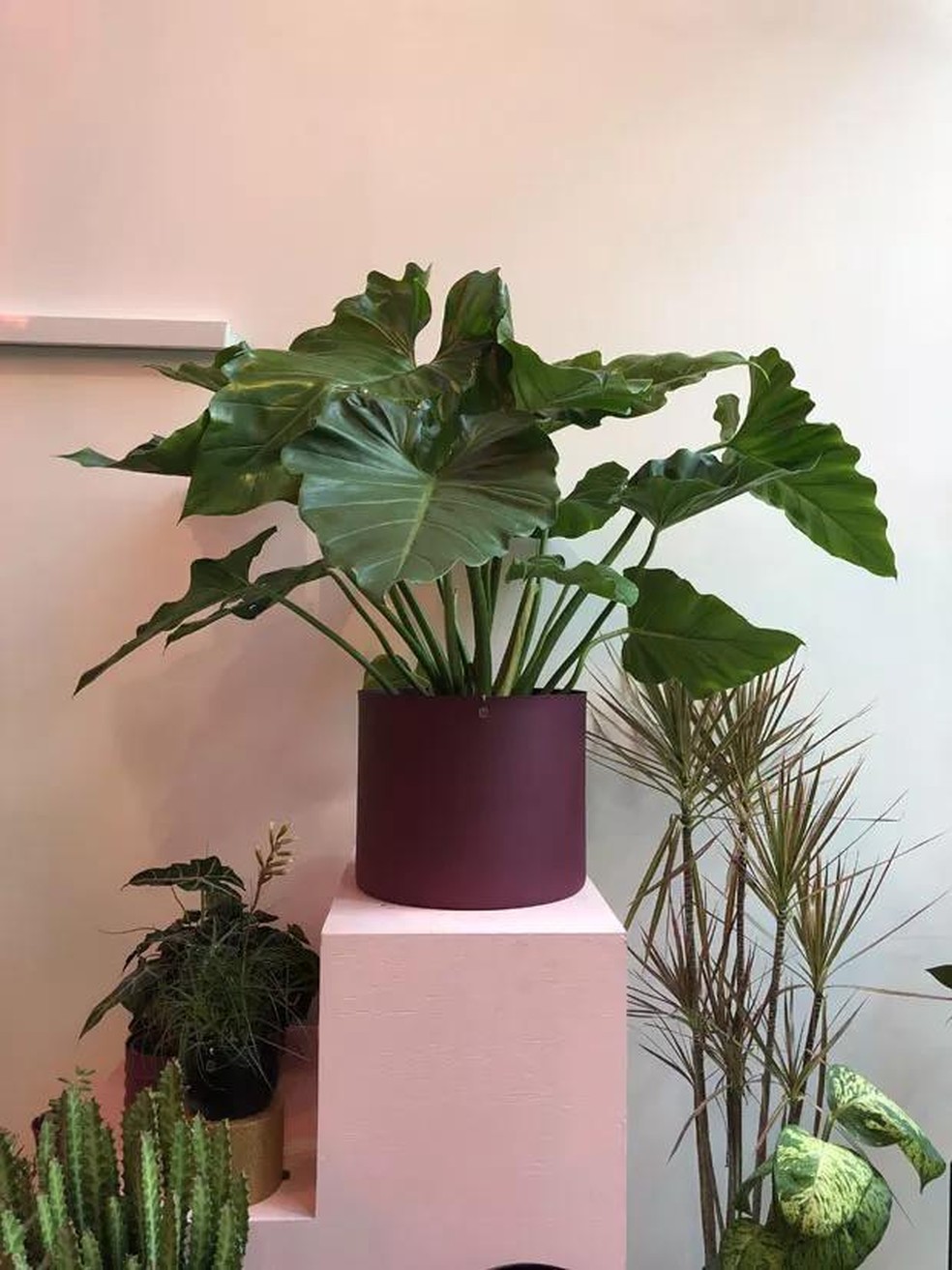 5 plantas com folhagens exuberantes para ter em casa | Paisagismo | Casa  Vogue