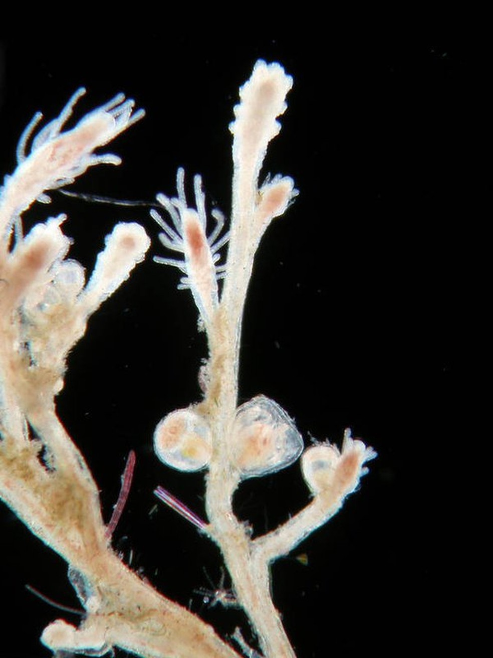  A água-viva tem a capacidade 'rejuvenescer', voltando a suas formas iniciais de vida  (Foto: Alvaro Migotto/Cebimar/USP )