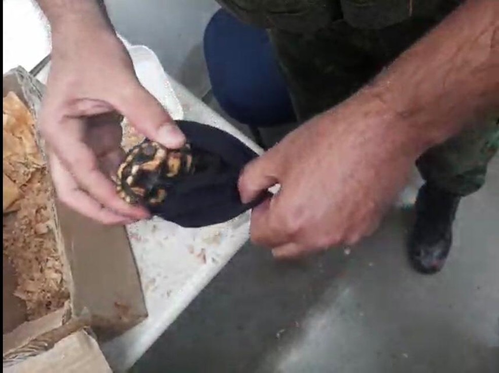Policial retira filhote de jabuti de dentro de meia em caixa enviada de SP a MT pelos Correios — Foto: Batalhão de Polícia Militar de Proteção Ambiental (BPMPA) 
