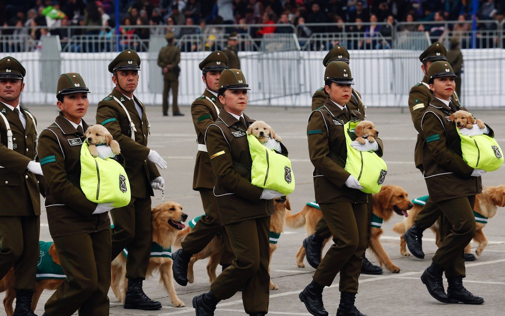 Policiais chilenos marcham com seus cães farejadores e filhotes de Golden retriever, os mais novos membros da unidade de treinamento canino da polícia nacional, durante parada militar no parque Bernardo O'Higgins, em Santiago, na quarta-feira (19) — Foto: Reuters/Rodrigo Garrido