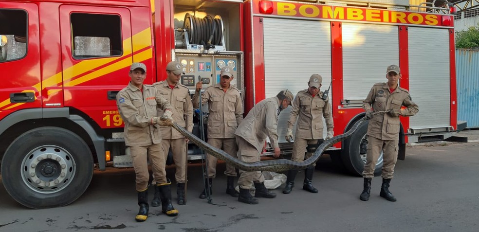 Moradores encontraram cobra de 5 metros perto de córrego na Cohab Cristo Rei, em Várzea Grande — Foto: Corpo de Bombeiros de Mato Grosso/Assessoria