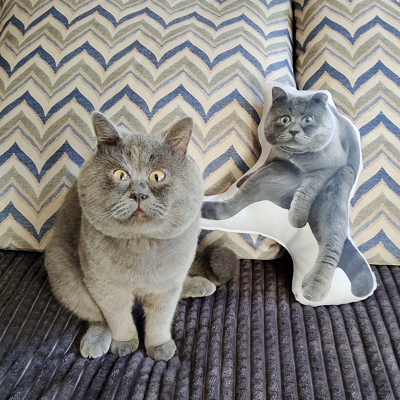 O gato fedja ao lado de uma almofada feita com sua foto (Foto: Instagram/ @fedja_kot/ Reprodução)