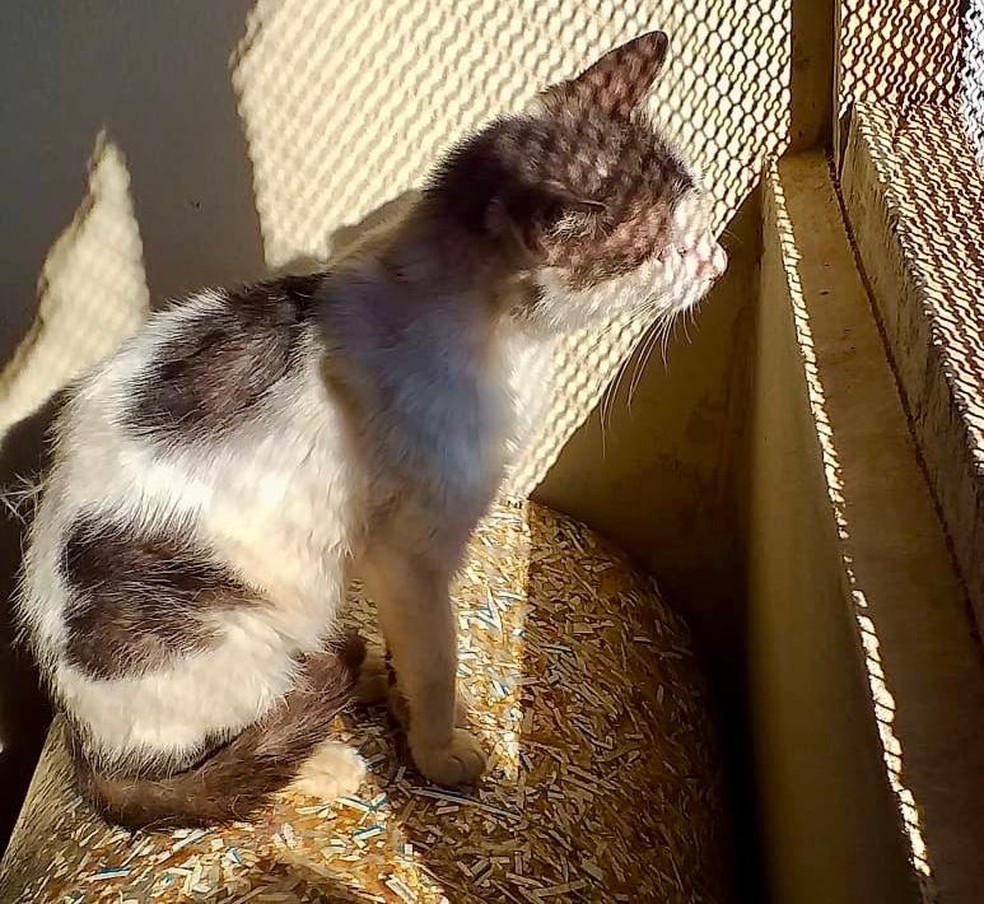 Associacao De Protecao Aos Animais De Casa Branca Pede Doacoes Para Construcao De Canil Sao Carlos E Araraquara G1