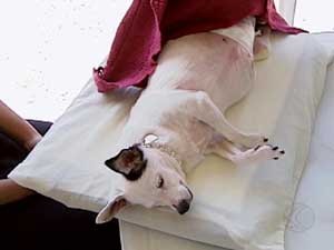 Cão recebeu a benção (Foto: Reprodução / TV Integração)